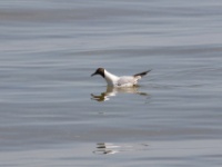 2016-05-08 15h44m54 - Kokmeeuw - Jan van Kleef